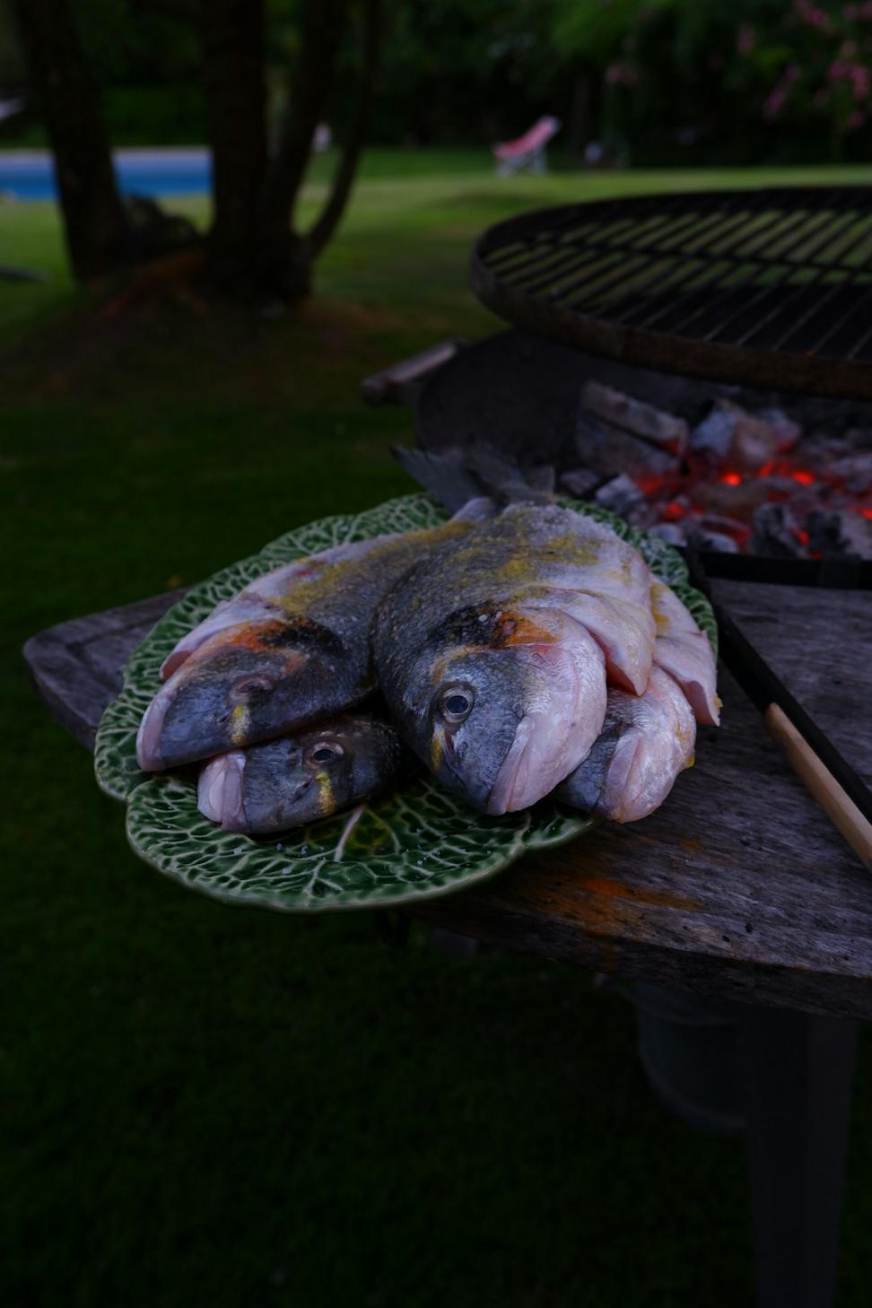 Fish